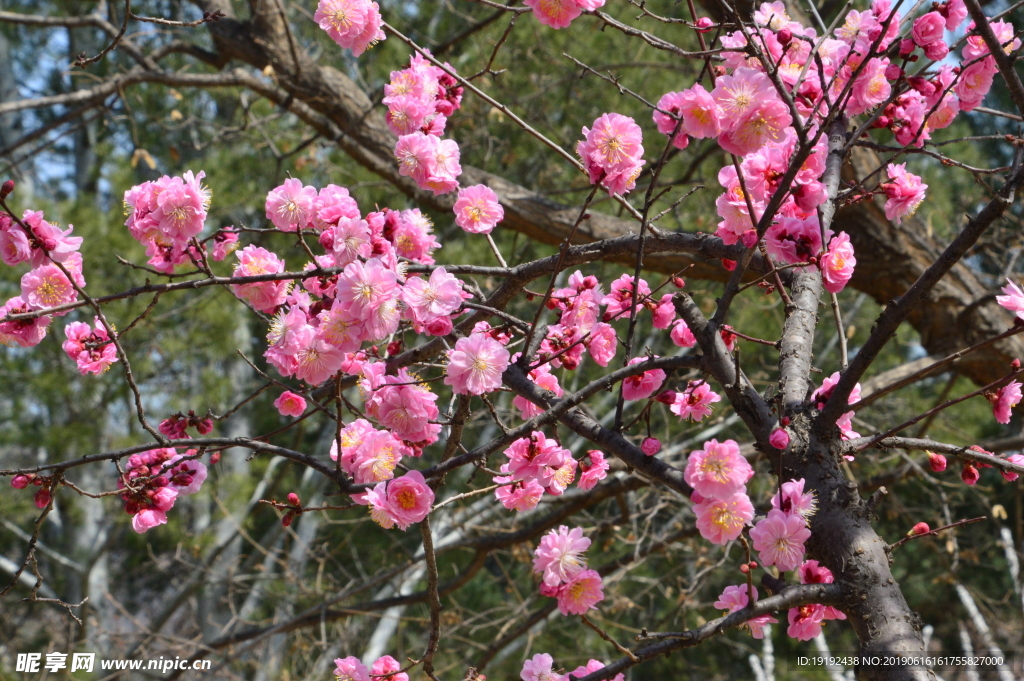 梅花