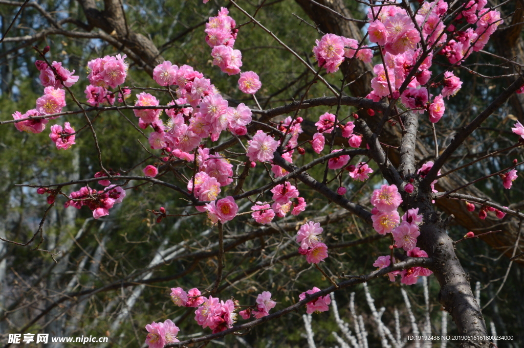 梅花