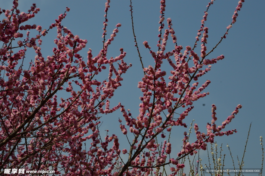 梅花