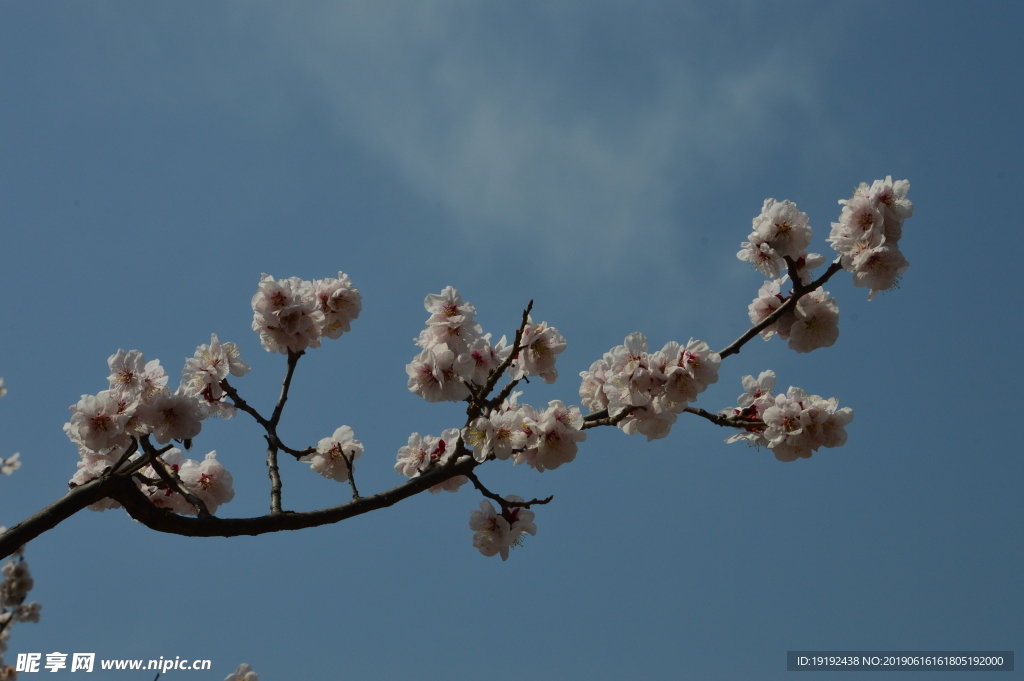 梅花