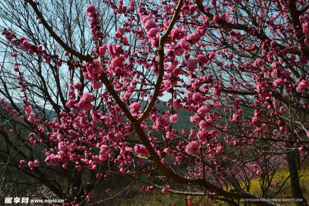 梅花