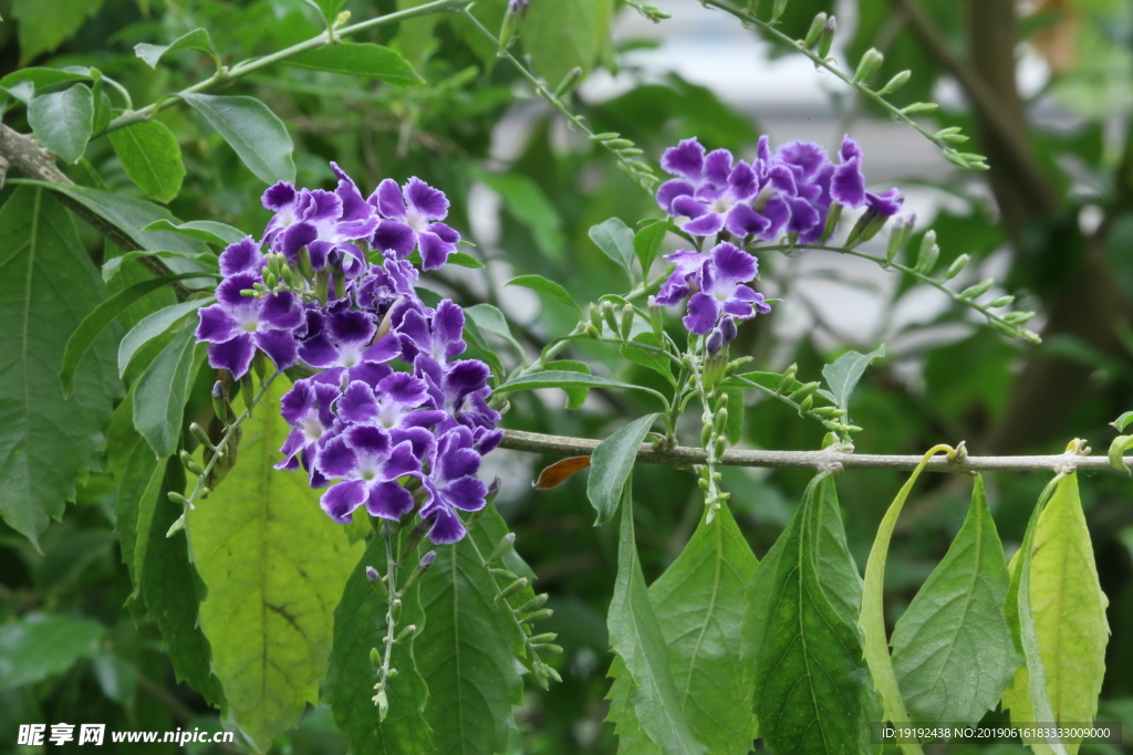 蕾丝金露花