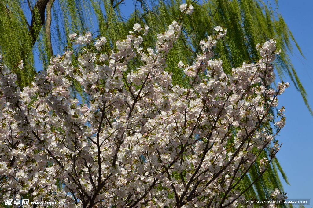 樱花