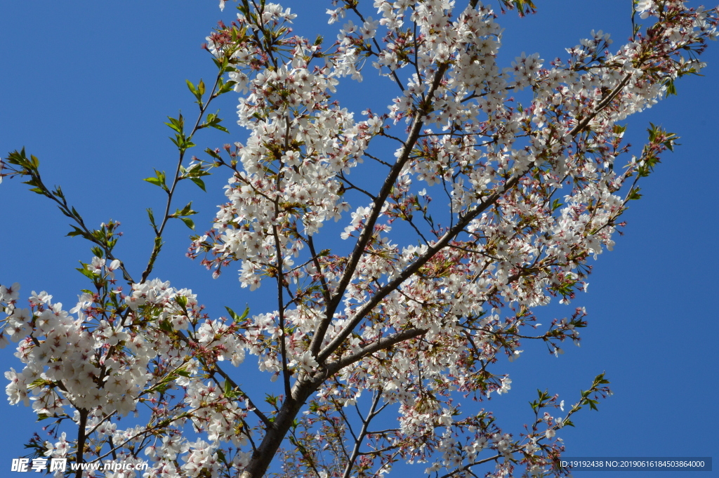 樱花