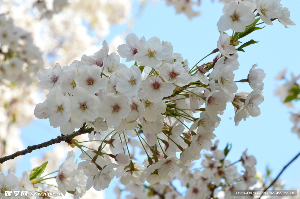 樱花