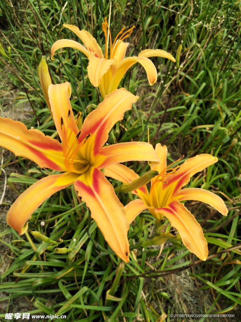 花草