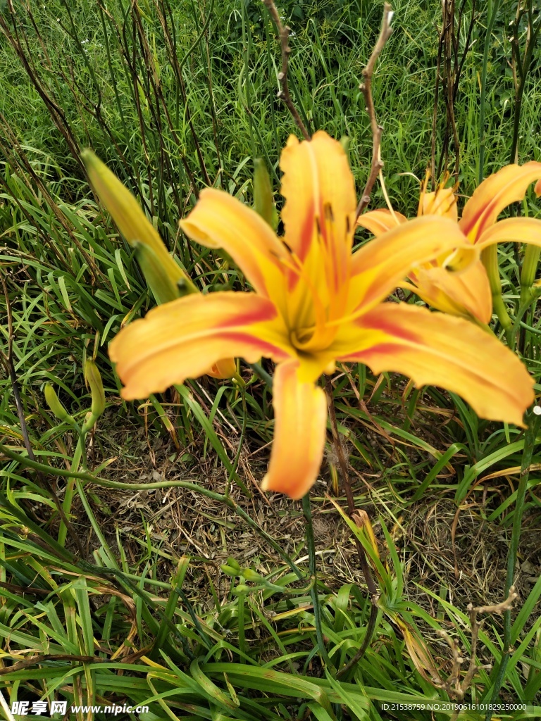 花草