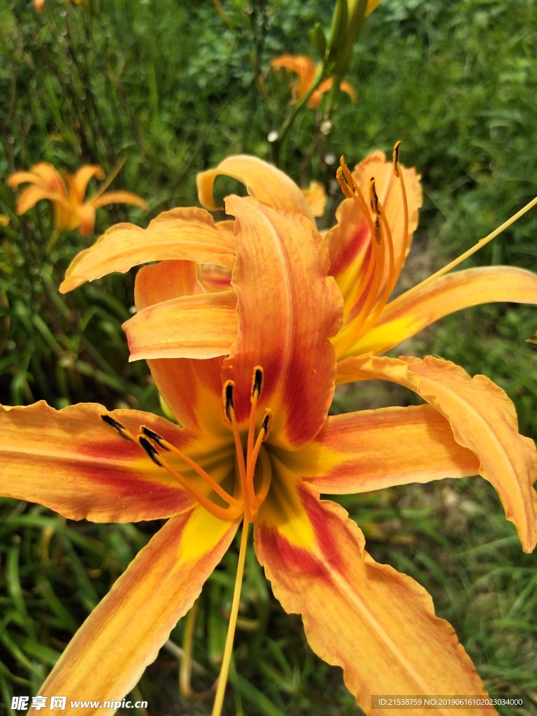 花草