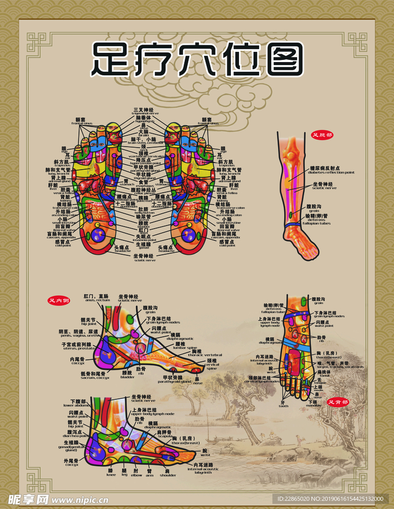 足疗穴位图