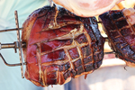 烤肉