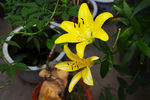 百合花