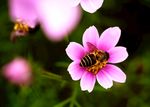 蜜蜂