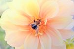 蜜蜂