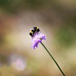 蜜蜂
