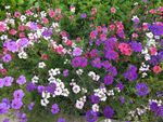 鲜花 花朵 花海