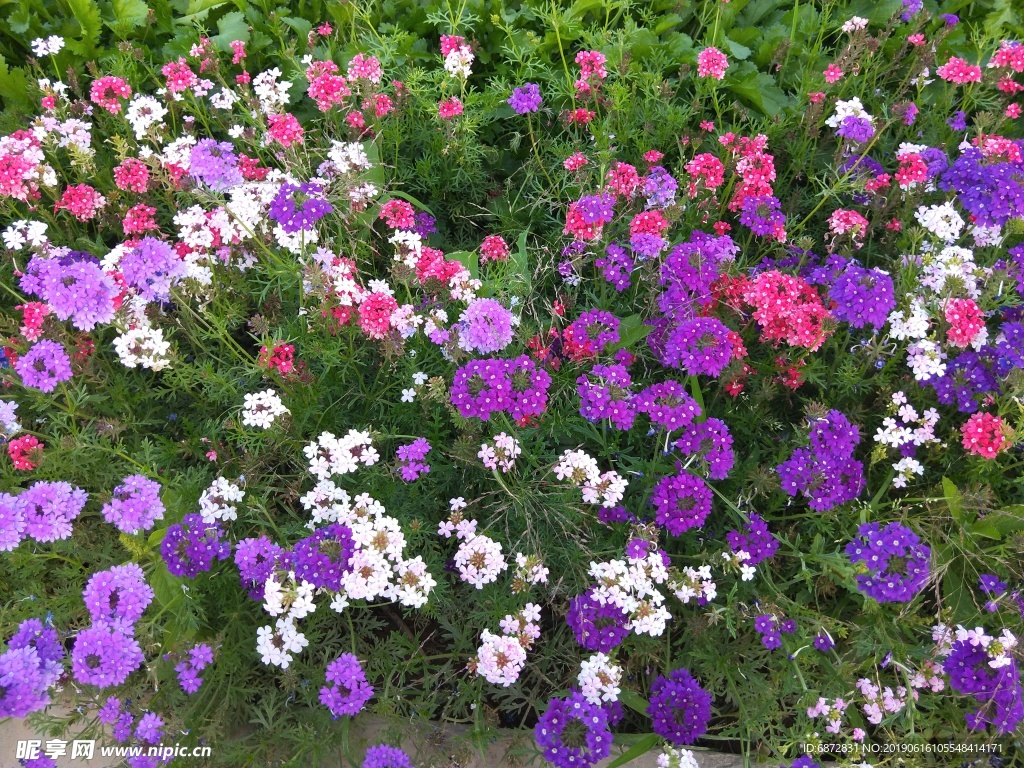 鲜花 花朵 花海