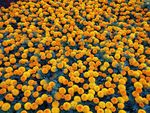 鲜花 花朵 花海 花的世界