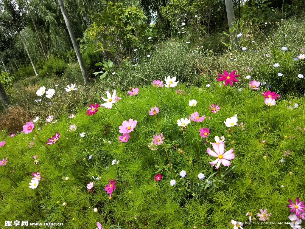 鲜花  花朵 花海