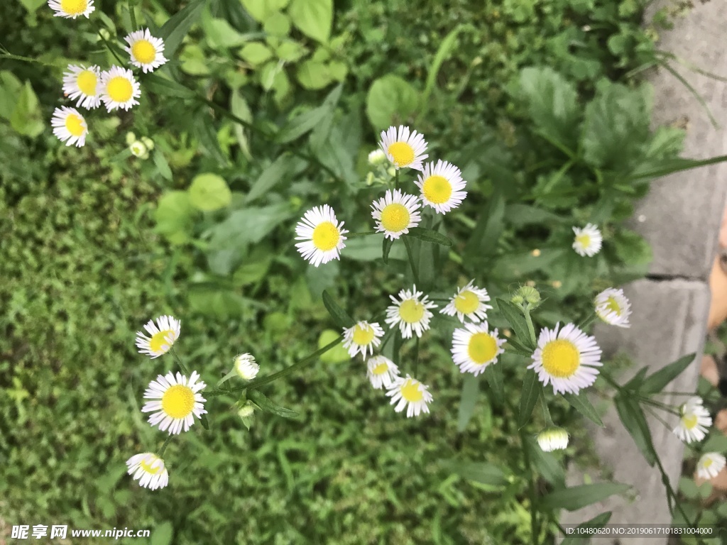 一年蓬花图片