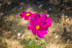 小花