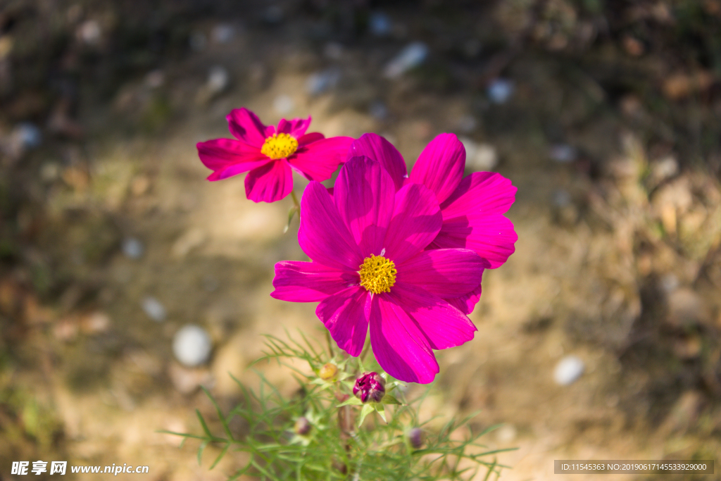 小花