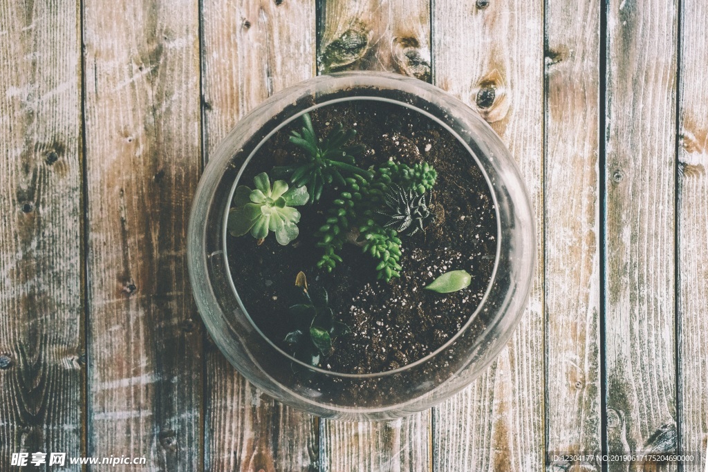 多肉植物