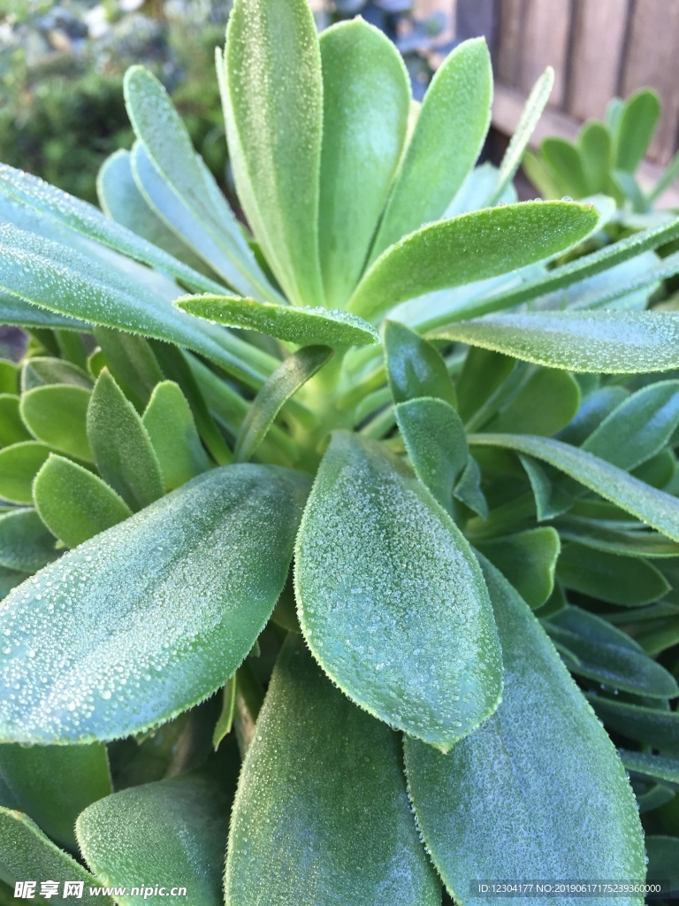 多肉植物