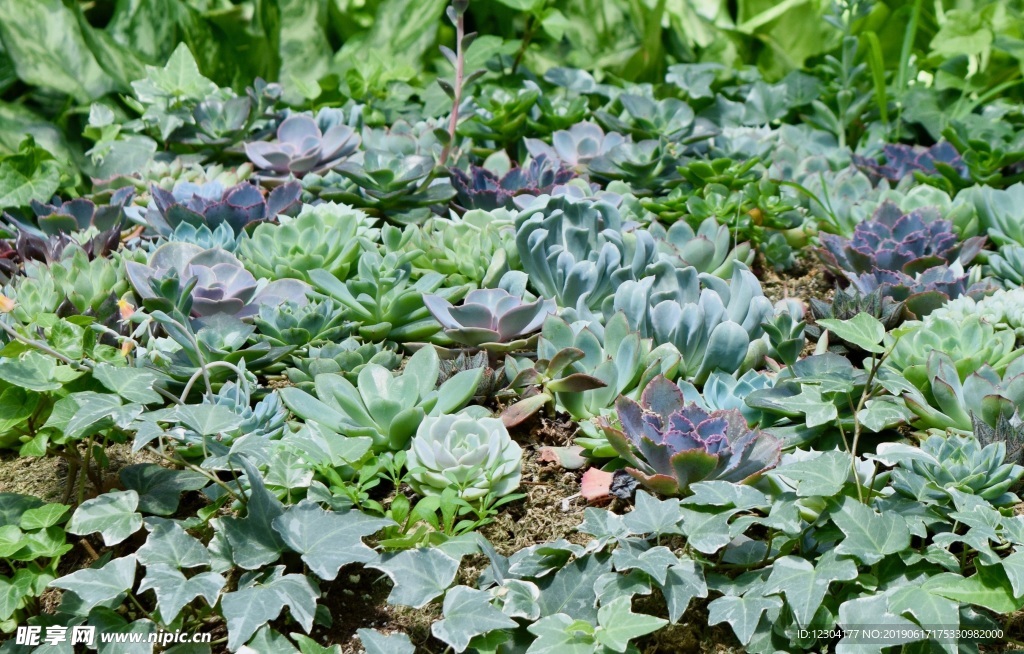 多肉植物