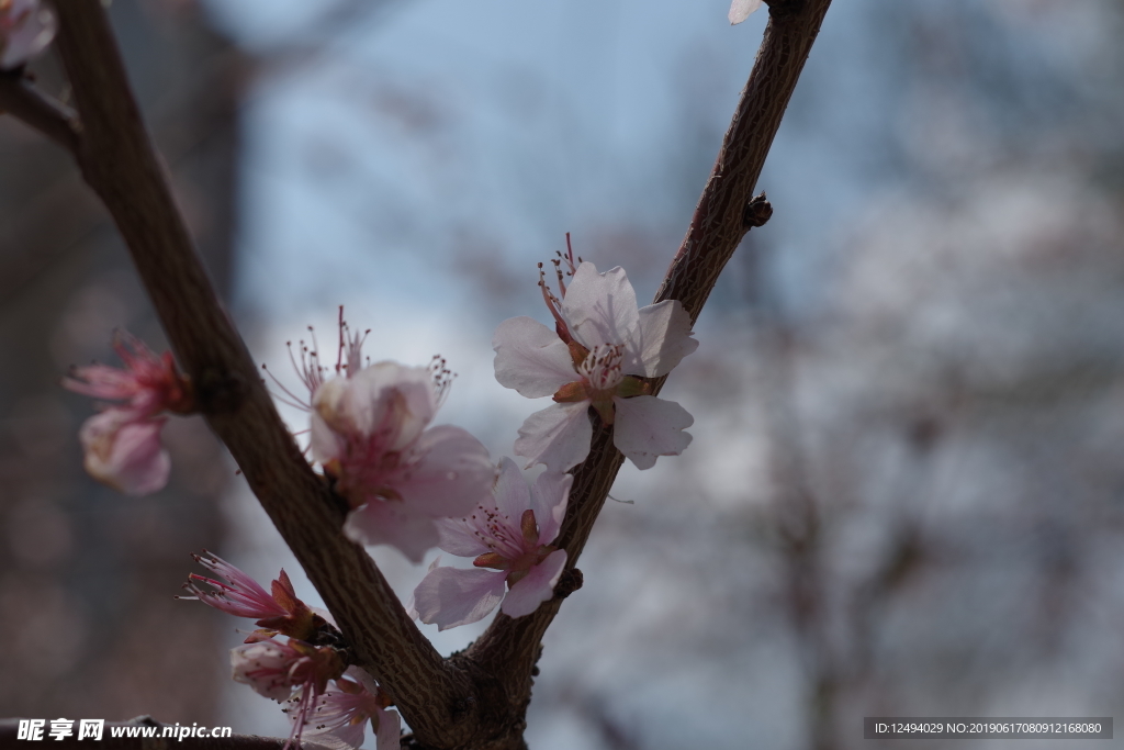 樱花