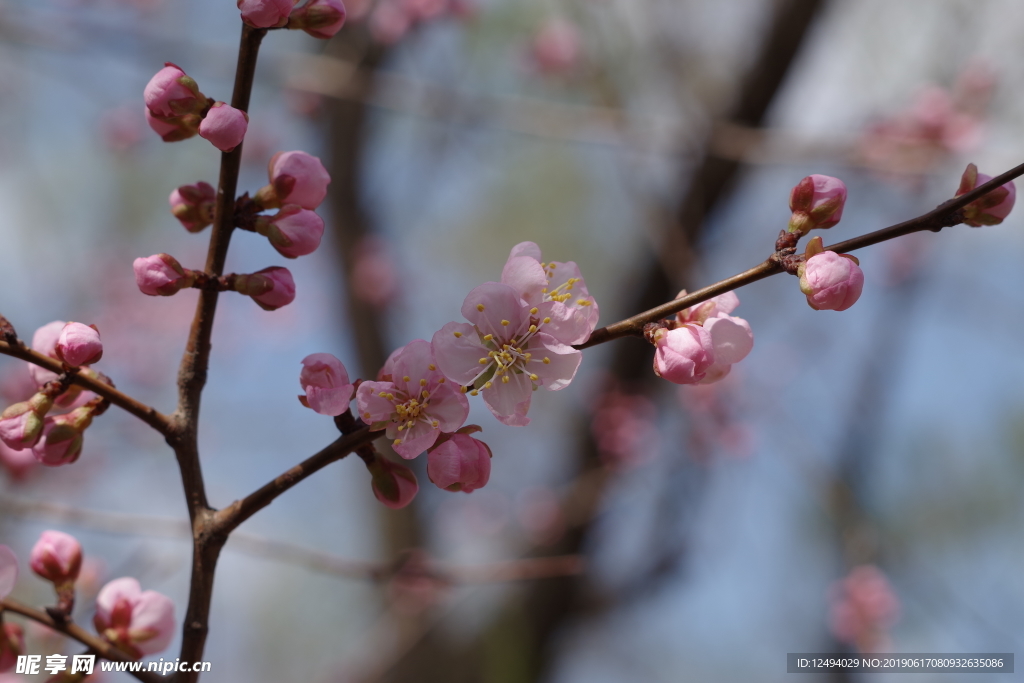 樱花