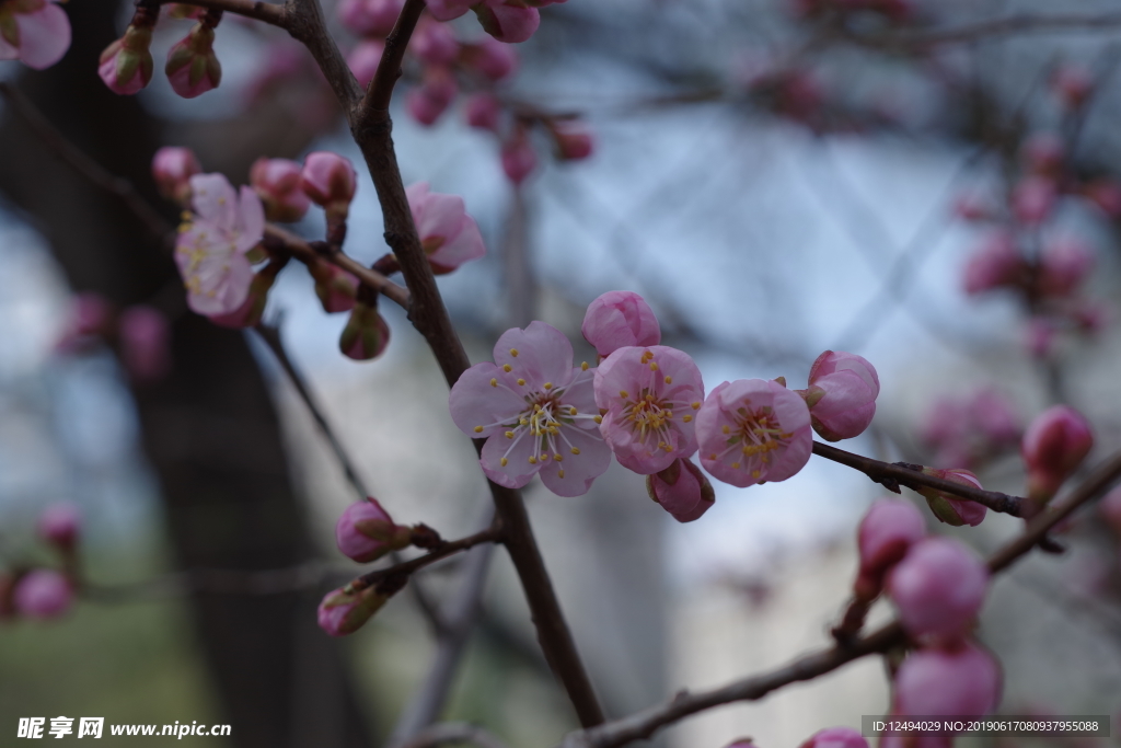 樱花