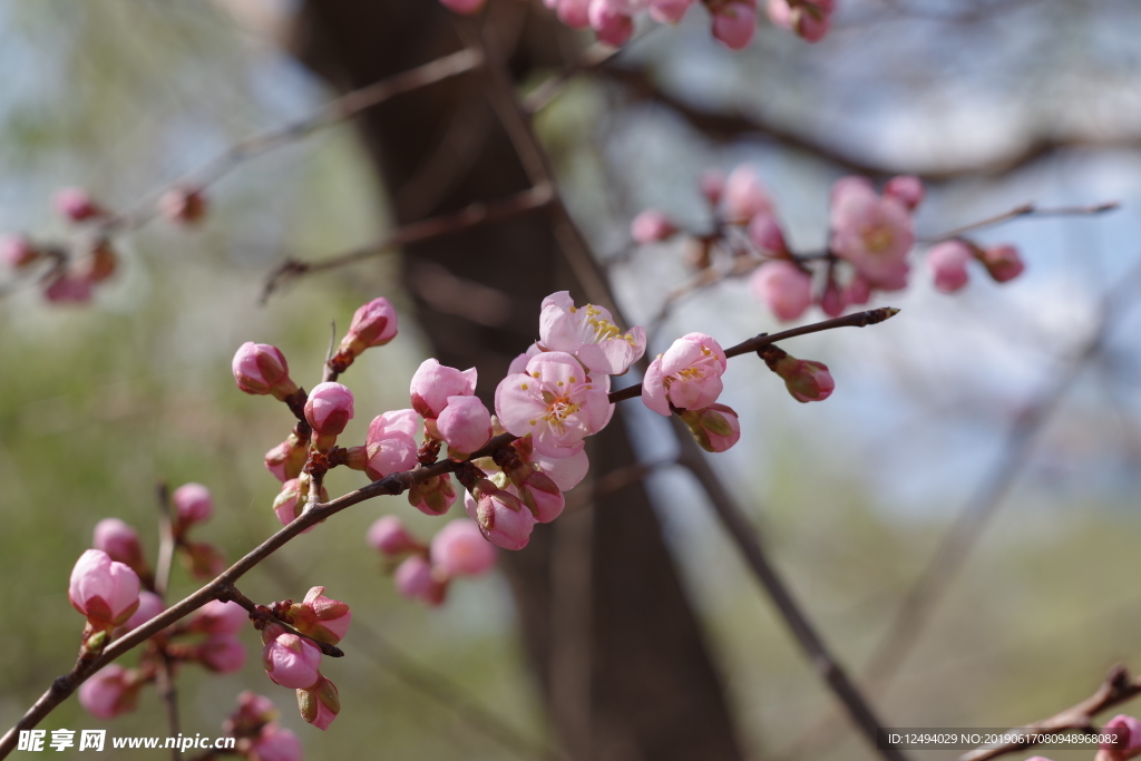 樱花