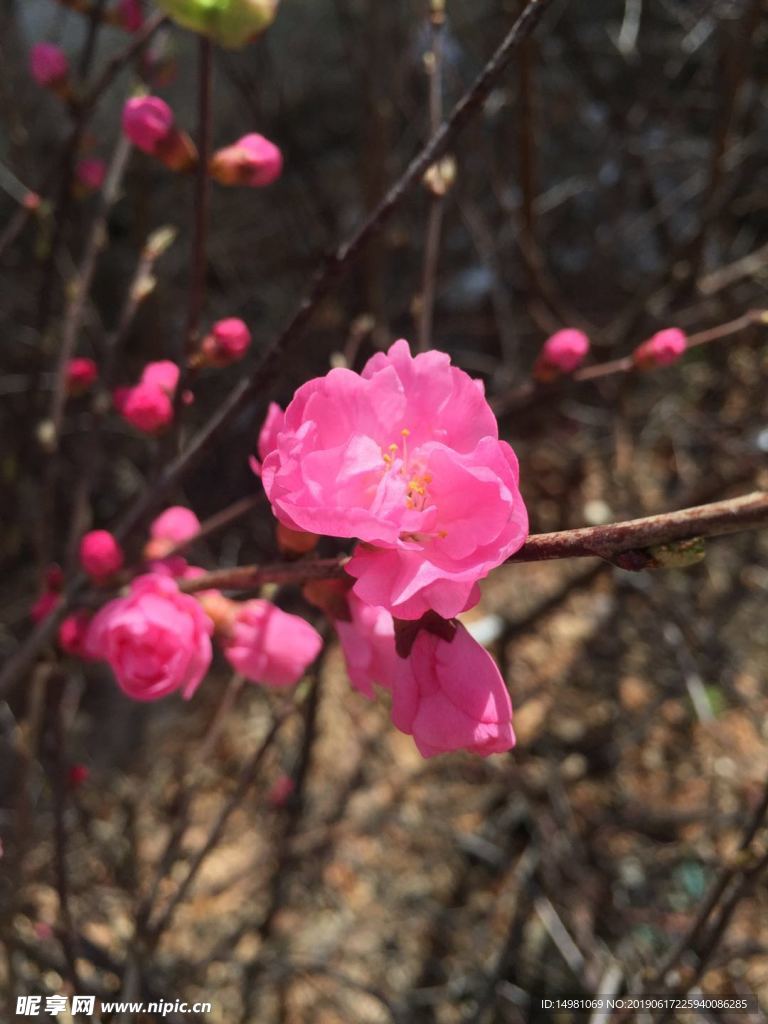 金达莱花