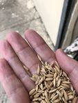 稻谷
