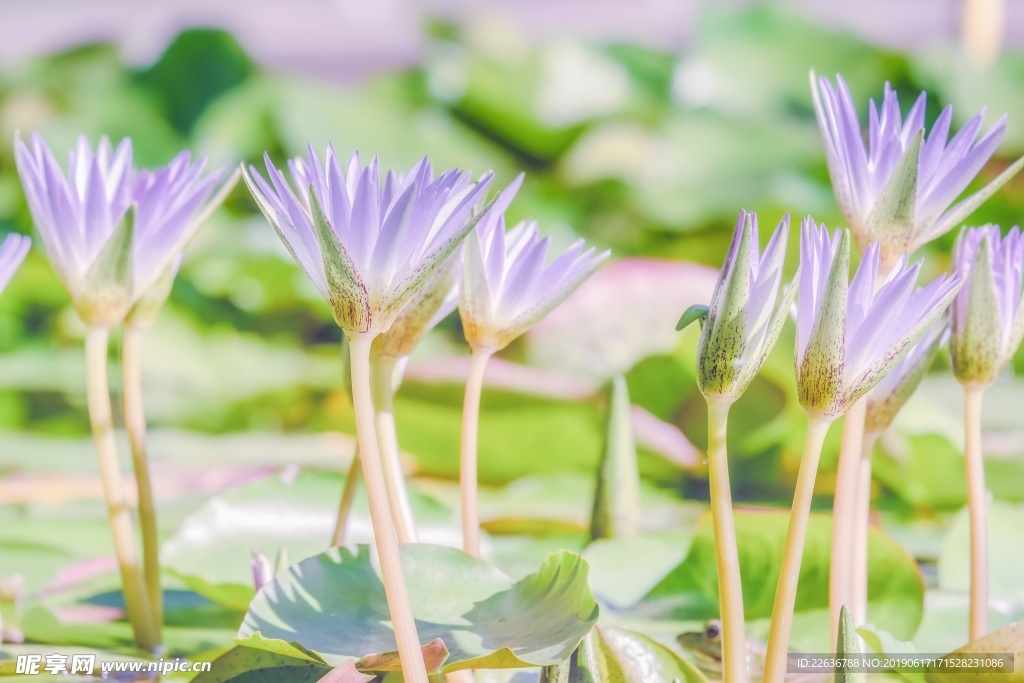 风景图片唯美图片桌面壁纸,花瓣