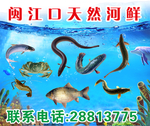 海鲜海报