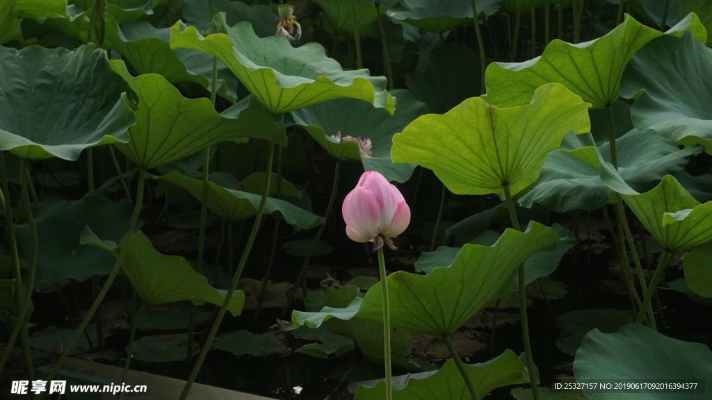 荷花