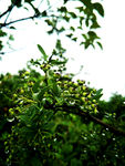 雨后