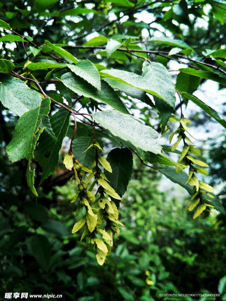 雨后