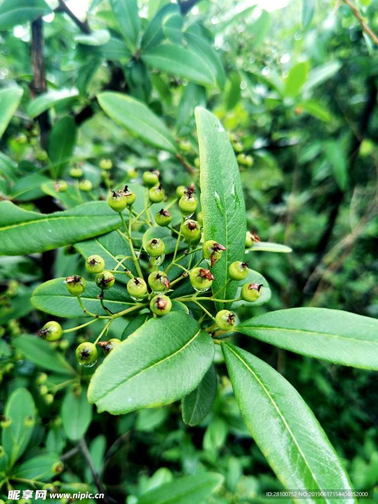 雨后