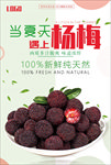 杨梅