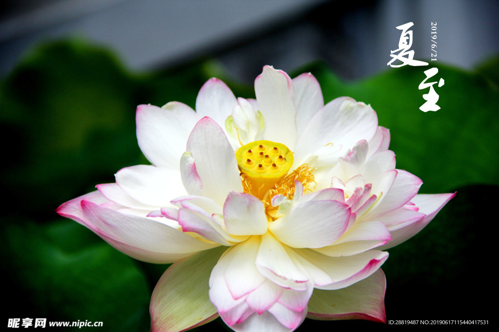 荷花夏至海报