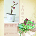 多肉植物