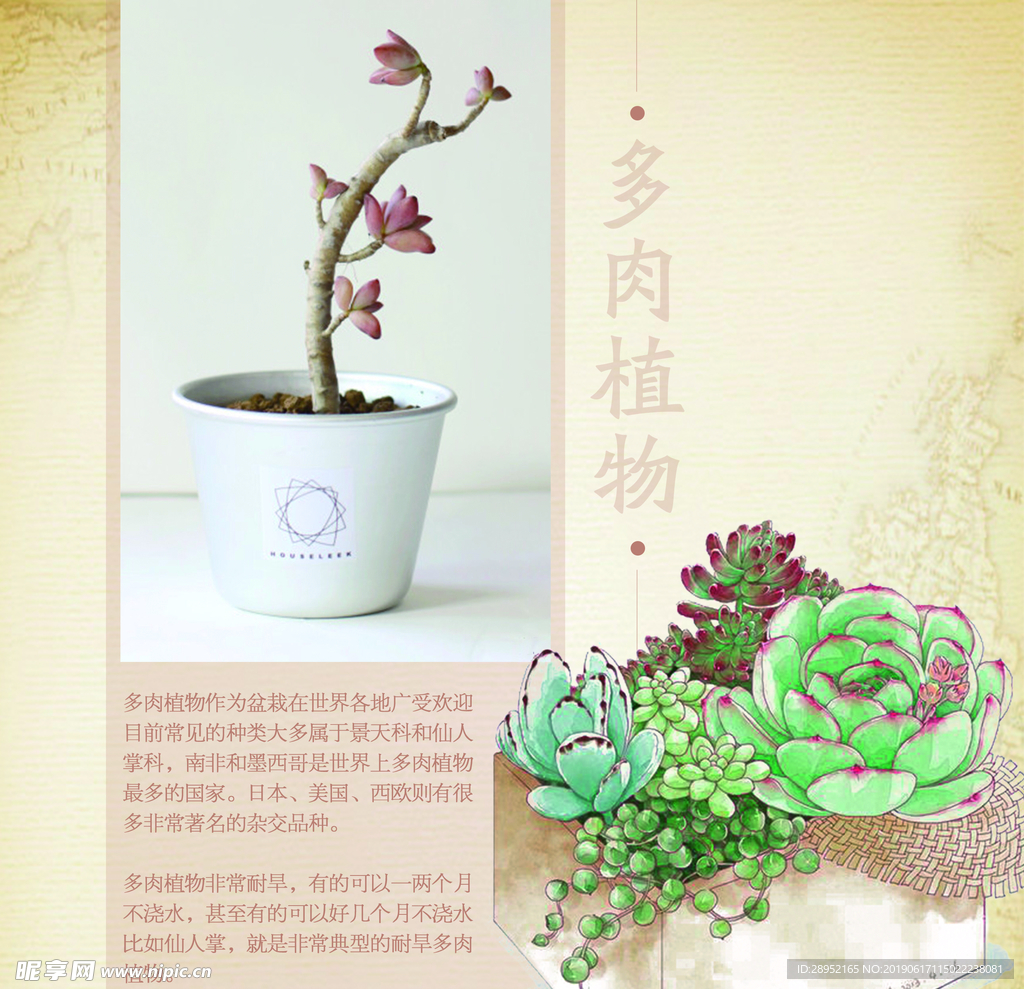 多肉植物