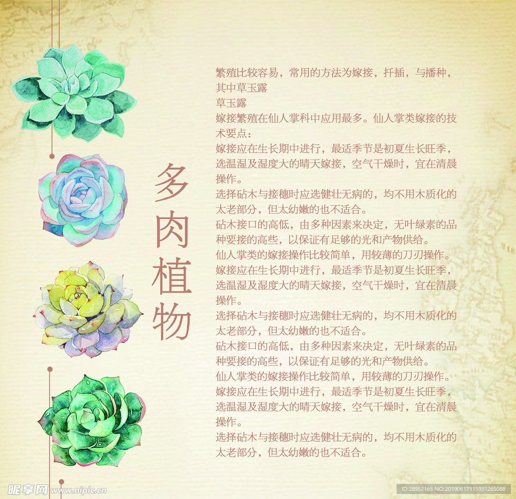 多肉
