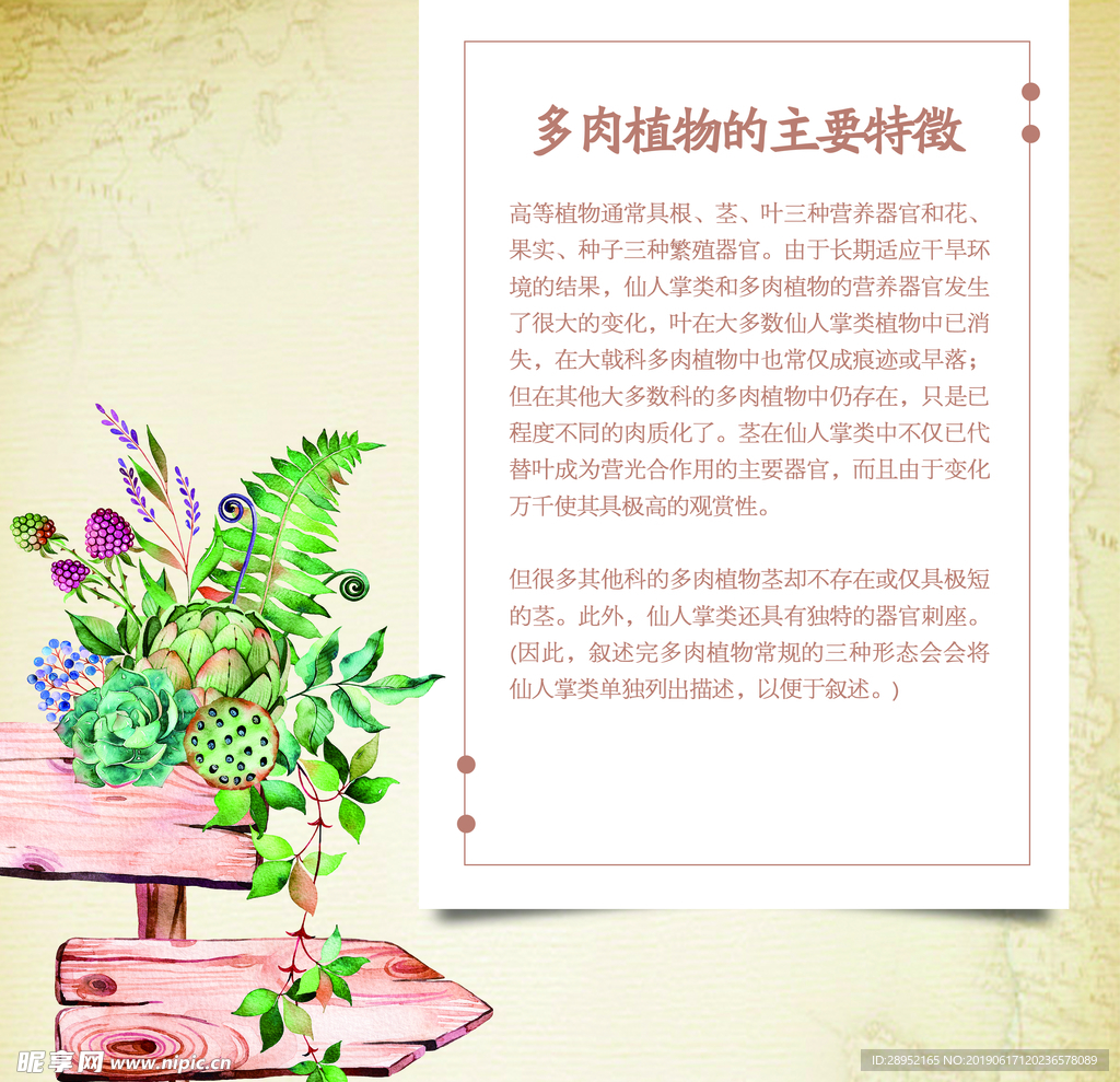 多肉植物