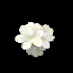栀子花