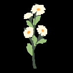 手绘雏菊