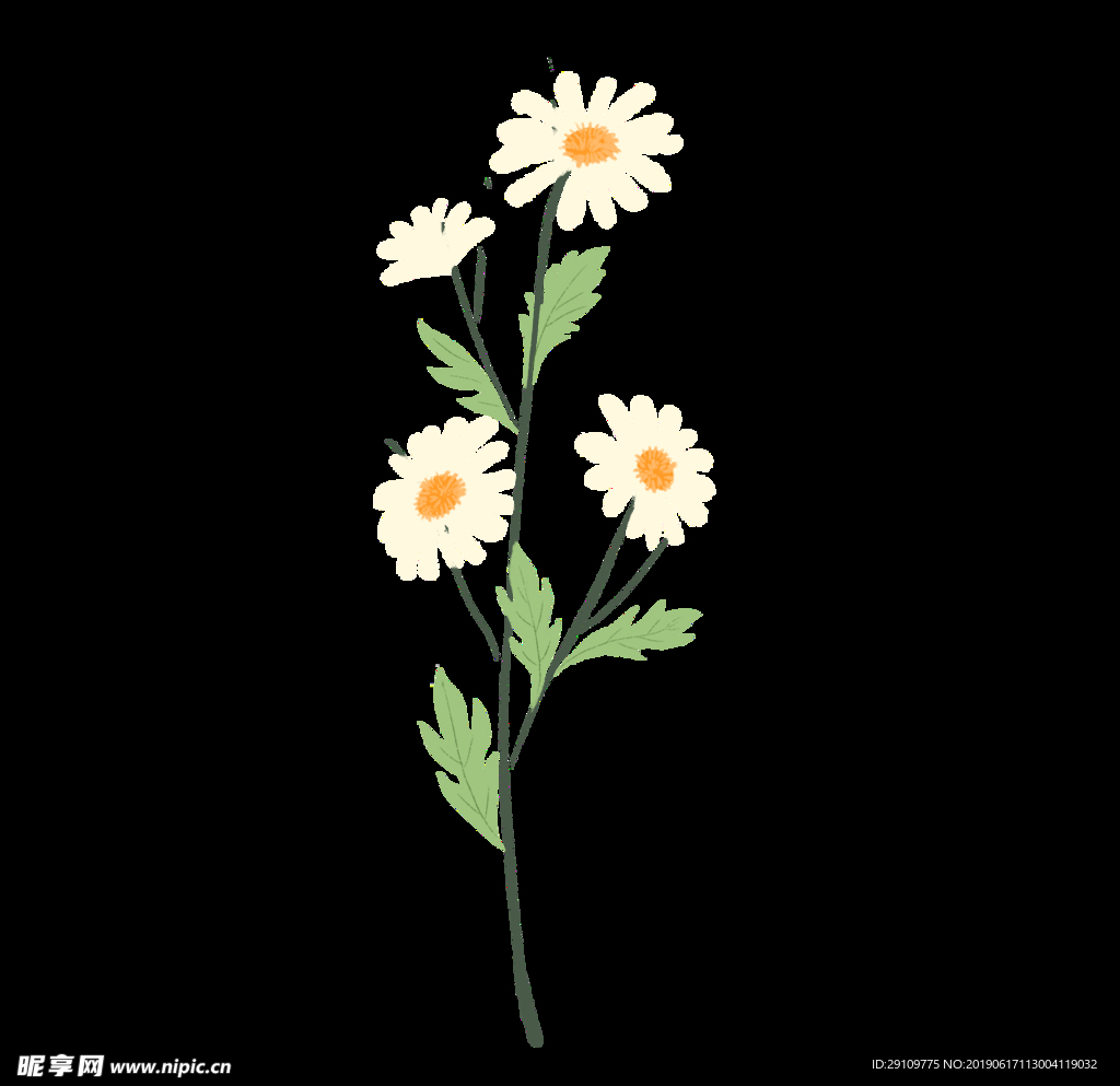 手绘雏菊