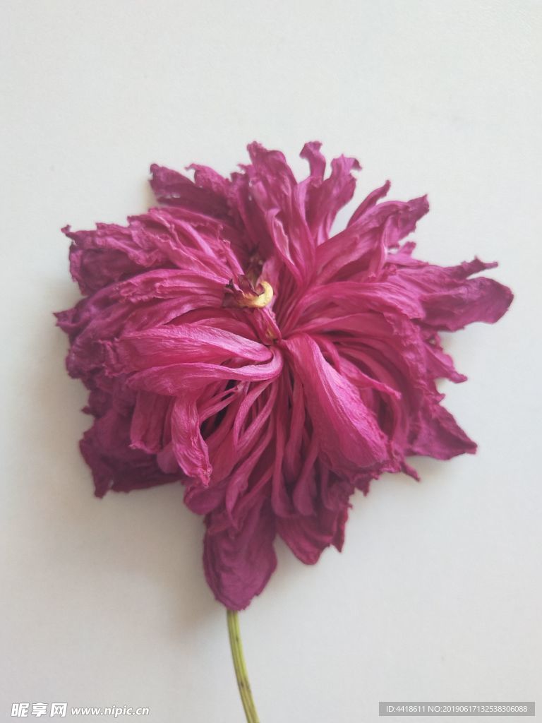 芍药花 牡丹